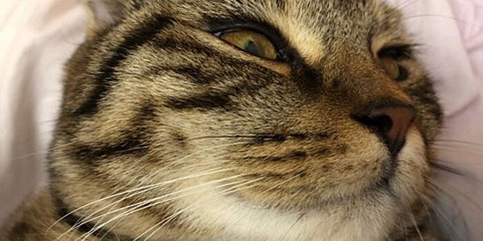 Ветеринары рассказали, как спасти котов от ожирения