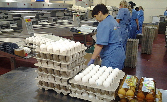 В Татарстане из-за птичьего гриппа могут уничтожить 450 тыс. кур