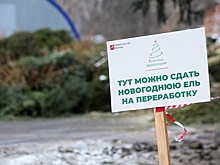 Вторая жизнь новогодних ёлок