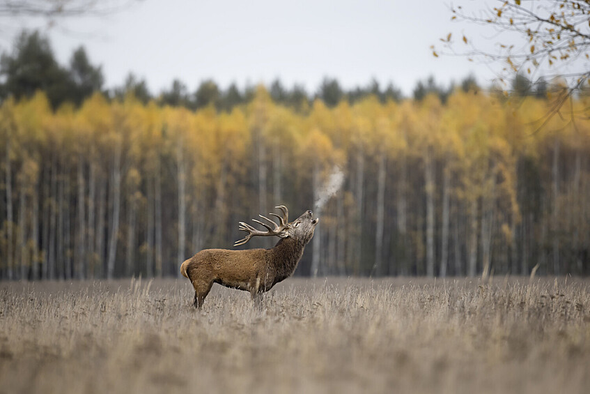 Вячеслав Ложкин.   Благородный олень