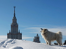 Онищенко назвал условие для обязательной вакцинации питомцев от COVID-19