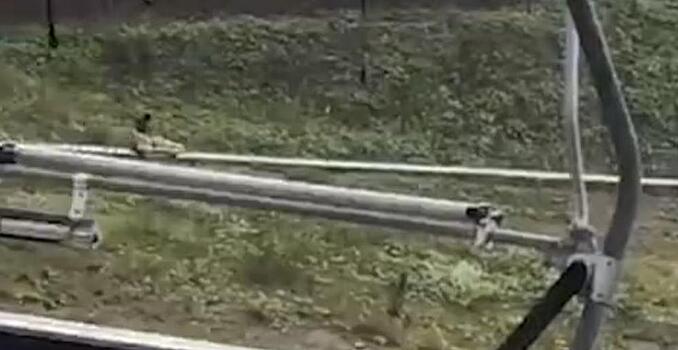 "Пыталась тормозить ногой о конструкцию": представители сочинского аттракциона рассказали о причинах ЧП с иностранной туристкой