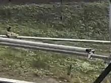 "Пыталась тормозить ногой о конструкцию": представители сочинского аттракциона рассказали о причинах ЧП с иностранной туристкой