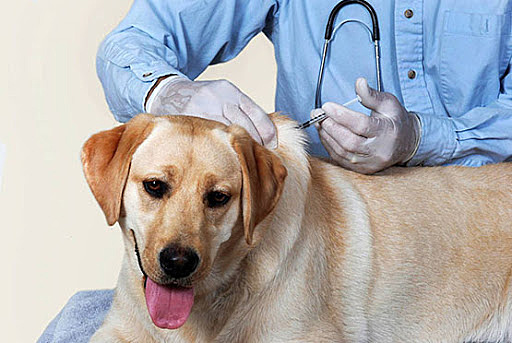 Саратовские ветеринары в этом году сделали около 166 тысяч вакцинаций