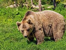 В Кузбассе медведь воровал еду в детском лагере