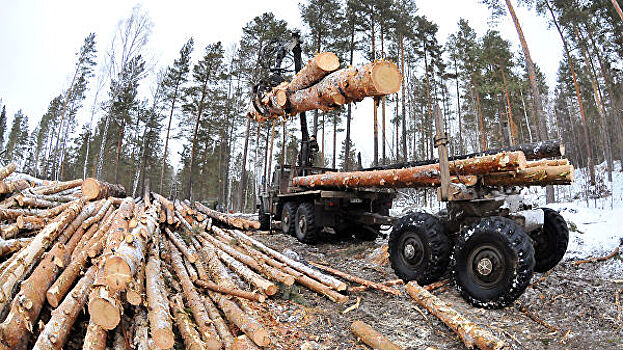 В Иркутской области возбудили дело из-за незаконной продажи леса