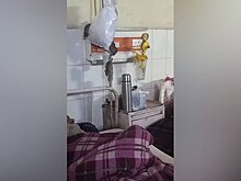 Крысы устроили нашествие в одной из государственных больниц Индии