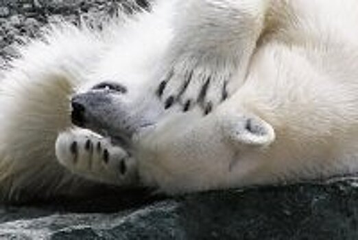 На курорте в Канаде павлины массово портят люксовые автомобили