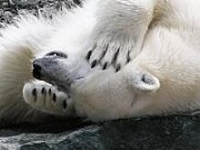 На курорте в Канаде павлины массово портят люксовые автомобили