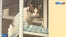 Выгул кошек против перепланировки: спор соседей в центре Москвы