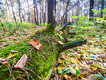 Пятеро пропавших жителей Новосибирской области найдены мертвыми в августе-2025