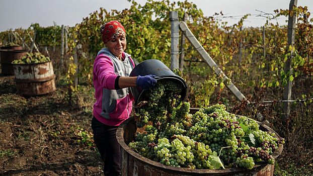 Среди россиян стали пользоваться спросом посещения виноградников