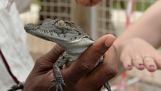 В Коломне на крокодиловой ферме откроют приют для экзотических животных