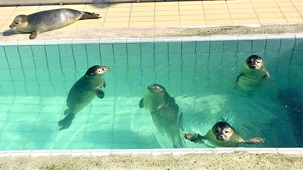 Один день в ветеринарной клинике: кошки, собаки, крокодилы и львенок