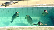 Папуанские пингвины отметили новоселье в московском зоопарке