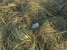 Нашествие косуль вынудило жителей новосибирского города отгородиться сеном