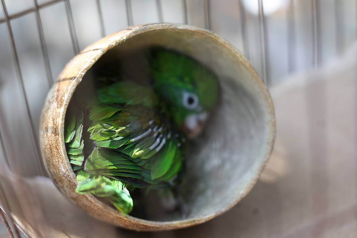 В Индии попугай стал свидетелем убийства и выдал преступника