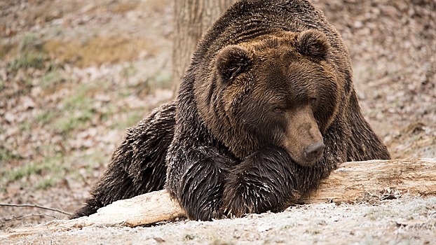 Дело о нападении медведя на человека под Воронежем дошло до главы СКР