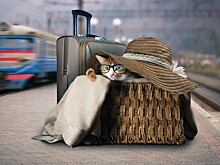 Путешествуете с кошкой? Пожалуйте в бизнес-класс!