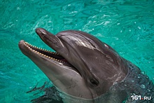 Афалины усыновляют белух и сами репетируют шоу-программу по ночам: один день из жизни тренера дельфинов