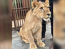 В Сургуте у блогера забрали льва, которого он содержал во дворе дома