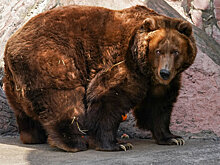 Ученый рассказал, как избежать трагедии при встрече с медведем