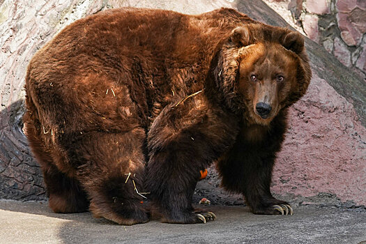 Ученый рассказал, как избежать трагедии при встрече с медведем