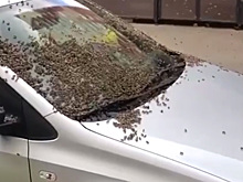 Покрытая пчелами машина в Подмосковье попала на видео