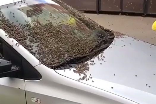 Покрытая пчелами машина в Подмосковье попала на видео