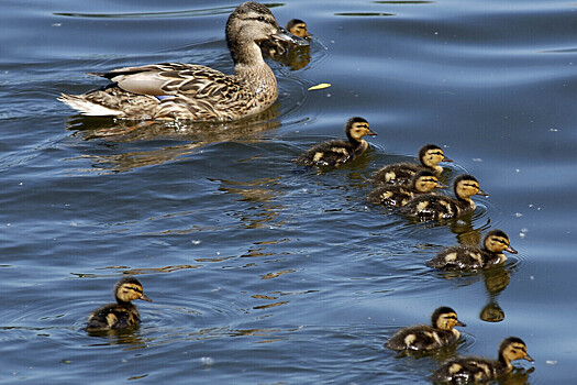 Названа причина смерти утят после издевательств подростков на подмосковном озере
