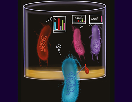 Мутационные профили лабораторных и природных штаммов кишечной палочки оказались схожи