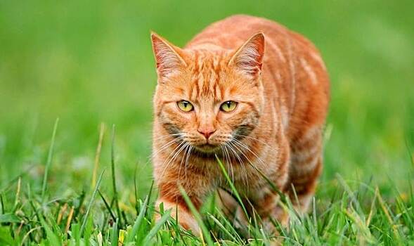 В Великобритании очень преданный кот прошел 64 километра, чтобы вернуться к хозяевам