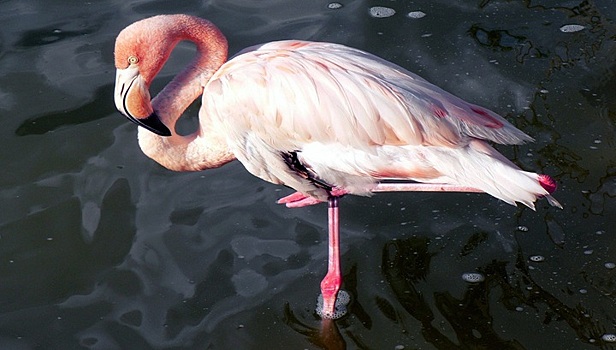 Сибирякам на голову свалился розовый фламинго