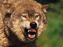 В ЮАР разъяренный носорог напал на открытый джип с туристами