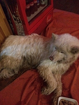 Костромичи героически спасли белоснежного пса, провалившегося в под лед