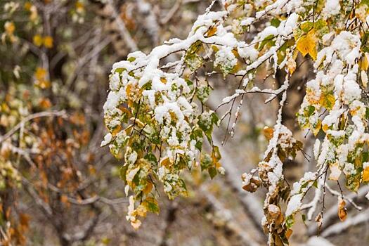 Фотографиями первого снега делятся в соцсетях жители Новосибирска