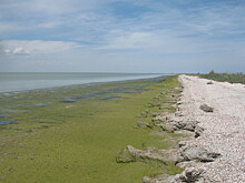 Закрытие Северо-Крымского канала сократило на треть разнообразие водорослей в заливе Сиваш