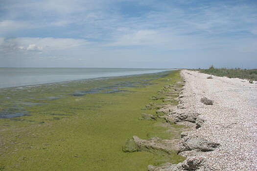 Закрытие Северо-Крымского канала сократило на треть разнообразие водорослей в заливе Сиваш
