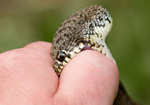 Врач объяснила, как определить укус ядовитой змеи