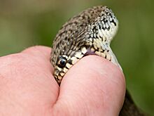 Врач объяснила, как определить укус ядовитой змеи