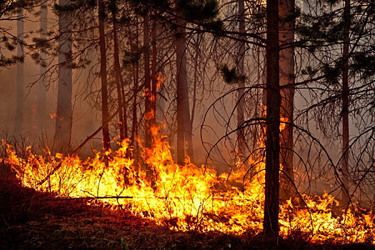 Площадь лесных пожаров в Сибири сократилась на 6 тыс. га
