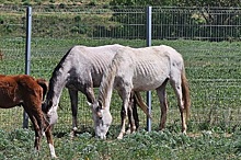 В Ставрополье на территории конного завода около 50 лошадей погибли от голода