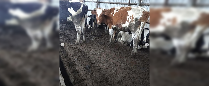 Вице-премьер Удмуртии прокомментировала ситуацию по публикации фото грязных коров