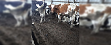Вице-премьер Удмуртии прокомментировала ситуацию по публикации фото грязных коров