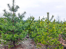 В Татарстане в рамках нацпроекта «Экология» восстановили 2,5 тыс. гектаров леса