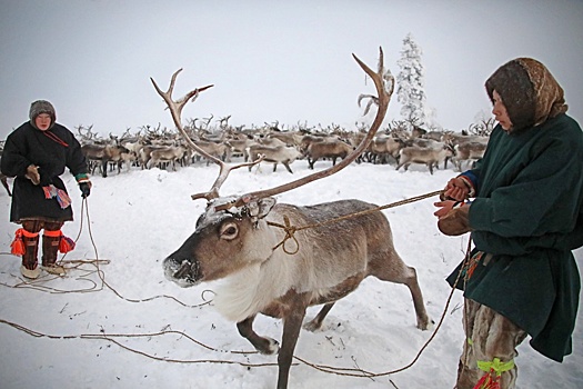 На Ямале ограничат численность домашних оленей не выпасе
