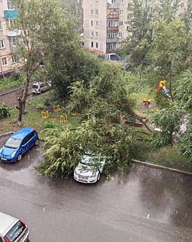 Дерево упало на автомобиль в Новокузнецке