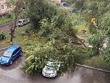 Дерево упало на автомобиль в Новокузнецке
