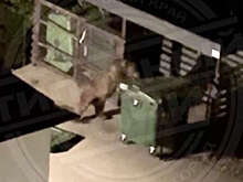 В Сочи медведь угнал на улице мусорный бак и попал на видео