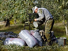 Из-за продолжительной засухи в Европе может подорожать оливковое масло